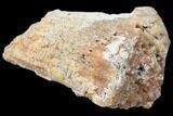 Agatized Fossil Coral Geode - Florida #82990-1